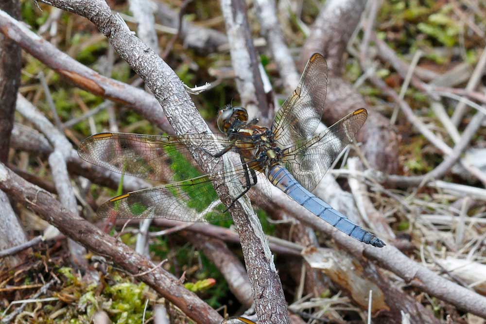Orthetrum_coerulescens